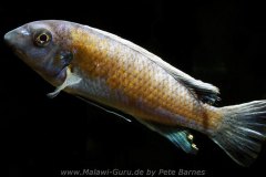 Labeotropheus-trewavasae-Manda-5