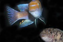 Labeotropheus-trewavasae-Puulu-4