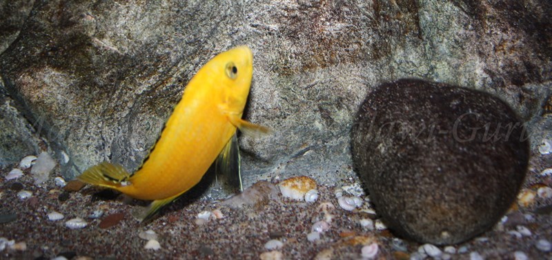 Labidochromis-caeruelus-Kakusa-weibchen-14