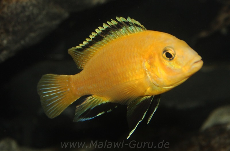 Labidochromis-caeruleus-kakusa-1