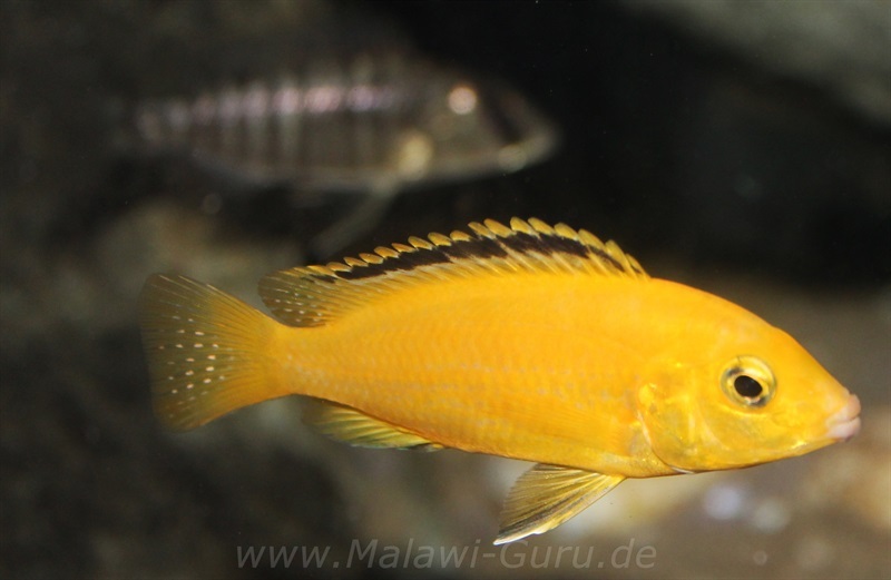 Labidochromis-caeruleus-kakusa-3