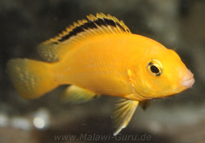 Labidochromis-caeruleus-kakusa-4