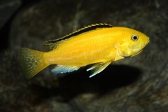 Labidochromis-caeruelus-Kakusa-weibchen-15