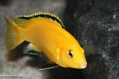 Labidochromis-caeruelus-kakusa