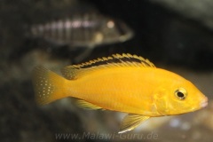 Labidochromis-caeruleus-kakusa-3