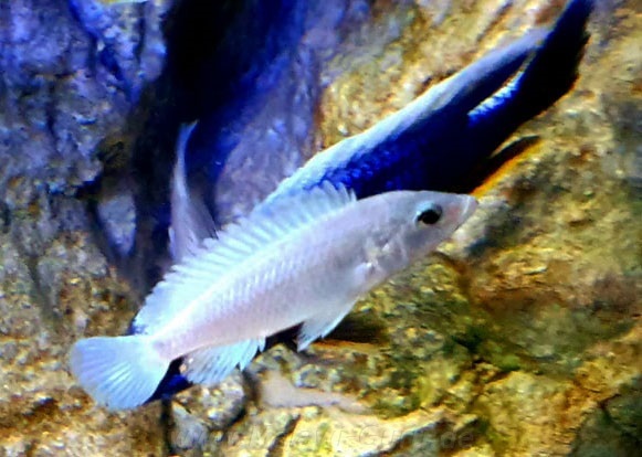 Labidochromis-sp-blue-white-Tansania-5