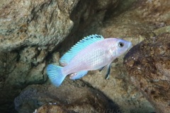 Labidochromis-sp-blue-white-Tansania-1