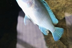 Labidochromis-sp-blue-white-Tansania-2