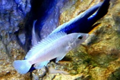 Labidochromis-sp-blue-white-Tansania-5