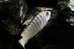 Labidochromis cf. caeruleus 'Lundo Island'