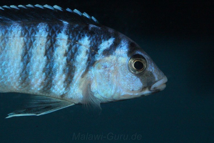 Labidochromis-Chizumulu-2