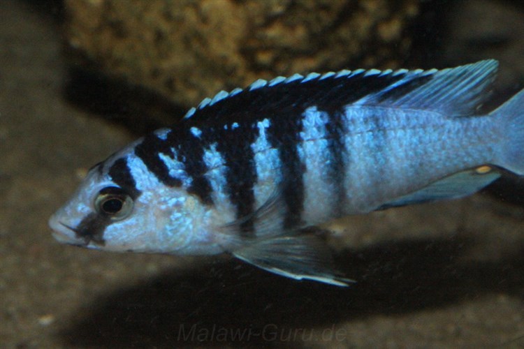 Labidochromis-Chizumulu-4