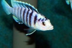 Labidochromis-chisumulae-1