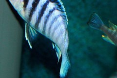 Labidochromis-chisumulae-2