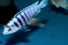 Labidochromis-chisumulae-3