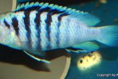 Labidochromis-chisumulae-4