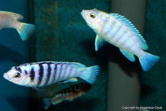 Labidochromis-chisumulae-5