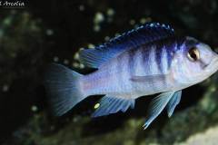 Labidochromis-chisumulae-6