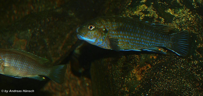 Labidochromis-flavigulus-Chizumulu-4