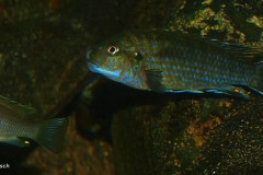 Labidochromis flavigulus 'Chizumulu'