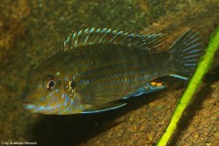 Labidochromis-flavigulus-Chizumulu-1