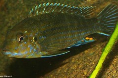 Labidochromis-flavigulus-Chizumulu-2