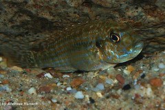 Labidochromis-flavigulus-Chizumulu-3