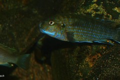 Labidochromis-flavigulus-Chizumulu-4