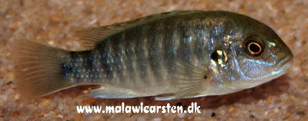 Labidochromis-freibergi-2