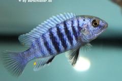 Labidochromis-freibergi-3