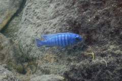 Labidochromis-gigas-Mitande-Reef-1