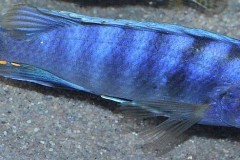 Labidochromis-sp-gigas-mara-Mara-rocks-3