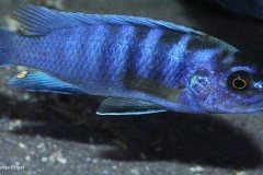 Labidochromis-sp-gigas-mara-Mara-rocks-5