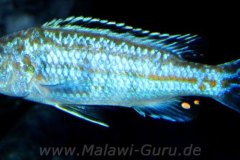 Melanchromis joanjohnsonae