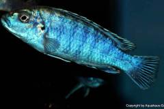 Melanochromis-joanjohnsonae-Likoma-1