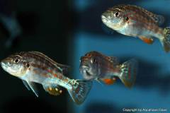 Melanochromis-joanjohnsonae-Likoma-2