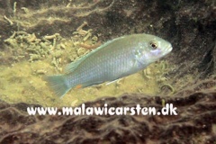 Labidochromis pallidus