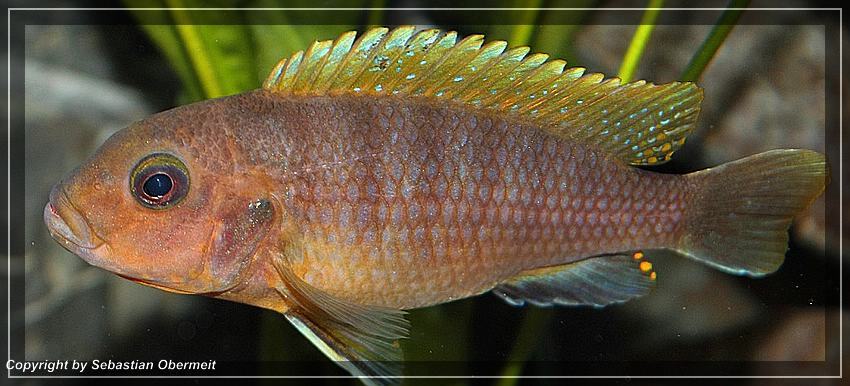 Labidochromis-sp.-hongi-Weibchen-1