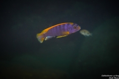 Labidochromis sp. 'Hongi'