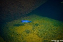 Labidochromis-sp-hongi-Hongi-Rocks-1