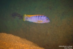 Labidochromis-sp-hongi-Hongi-Rocks-2