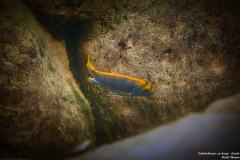Labidochromis-sp-hongi-Lundo-Island-2