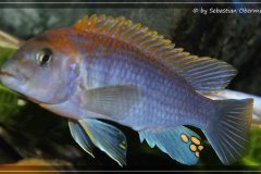 Labidochromis-sp.-hongi-Maennchen-mit-nur-ganz-leichten-Querstreifen-1