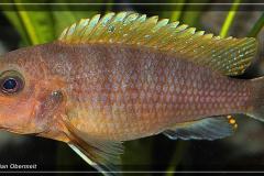 Labidochromis-sp.-hongi-Weibchen-1