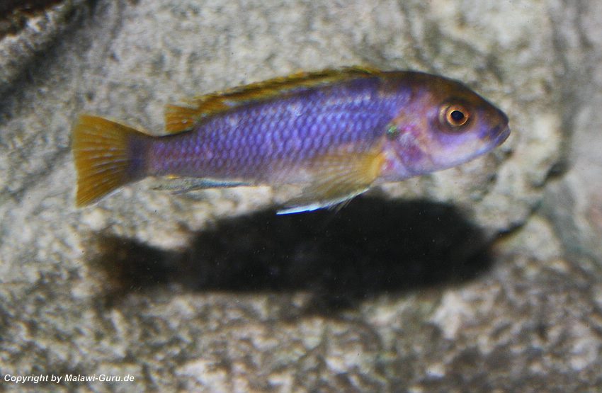 17-Labidochromis-sp-mbamba-bay-female