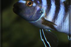 01-Labidochromis-sp.-mbamba-male