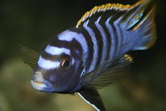 16-Labidochromis-sp.-mbamba