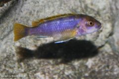 17-Labidochromis-sp-mbamba-bay-female