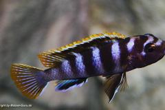 Labidochromis-Mbamba-Bay-by-Malawi-Guru.de_