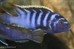 Labidochromis-sp-Mbamba-bay-from-Lake-Malawi-No.2